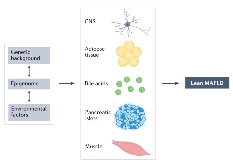 Nature综述：近26%的瘦人也有脂肪肝，改善代谢失调是关键！