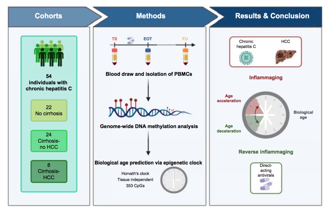 逆转炎症：HCV治疗对生理年龄的长期影响